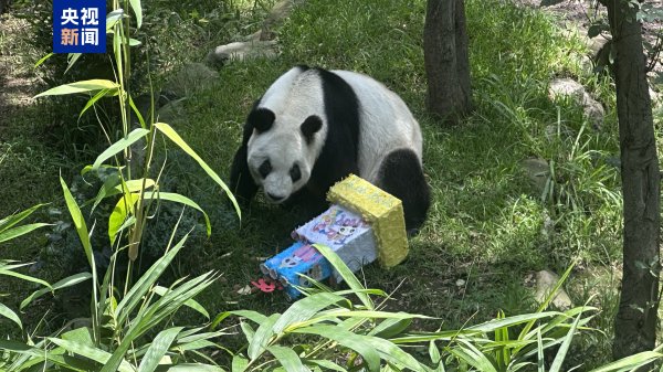 宇轩配资 海外现存最长寿大熊猫“欣欣”在墨西哥城迎来35岁生日